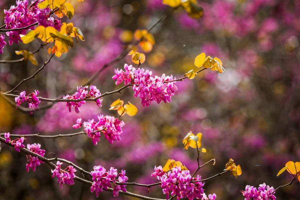 Cercis Siliquastrum Judas Tree Ornamental Tree Blooming Beautiful Pink Colored — Stock Photo, Image