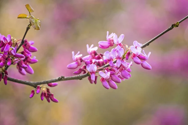 Cercis Siliquastrum Judas Tree Ornamental Tree Blooming Beautiful Pink Colored — Stock Photo, Image