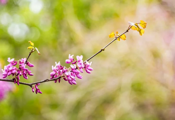 Cercis Silquastrumまたはユダの木 美しいピンク色の花で咲く観賞用の木 春に東紅色の花を咲かせます ソフトフォーカス ぼやけた背景 イスラエルの春 — ストック写真