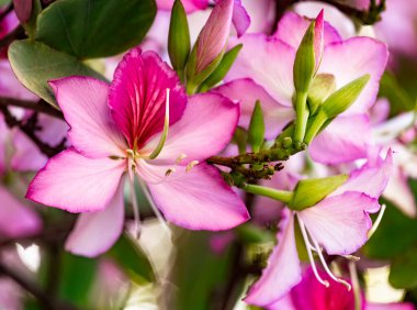 İsrail 'de çiçek açan pembe Bauhinia ağacı, Mor Orkide Ağacı çiçekleri. Mor Bauhinia Purpurea veya Bauhinia Blakeana. İsrail 'de bahar, doğada güzellik.