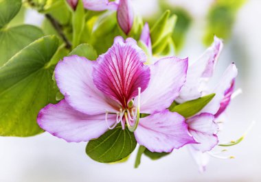 İsrail 'de çiçek açan pembe Bauhinia ağacı, Mor Orkide Ağacı çiçekleri. Mor Bauhinia Purpurea veya Bauhinia Blakeana. İsrail 'de bahar, doğada güzellik.