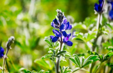 İsrail 'in Golan Tepeleri' nde güneşli bir bahar gününde mavi lupinler açan Lupinus pilosus. İsrail 'de bahar. İsrail 'e özgü Fabaceae familyasından çiçek açan bitkiler..