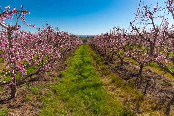 Peach orchard blossom in spring. Blooming fruit peach trees in kibbutz in spring in Israel on the Golan Heights. Pink flowers on the branches of peach trees.