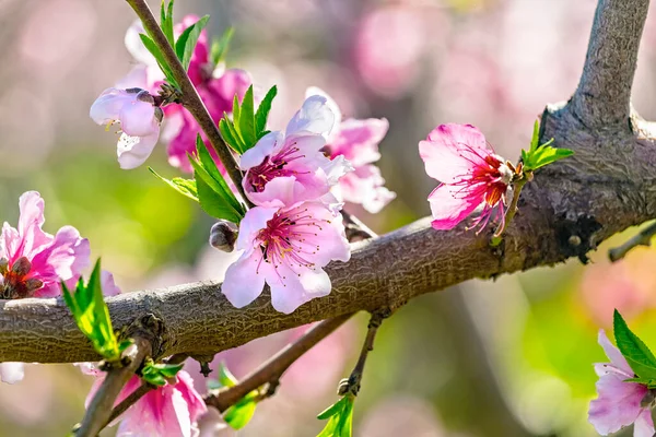 Stock image Peach orchard blossom closeup in spring. Blooming fruit peach trees in kibbutz in spring in Israel on the Golan Heights. Pink flowers on the branches of peach trees.