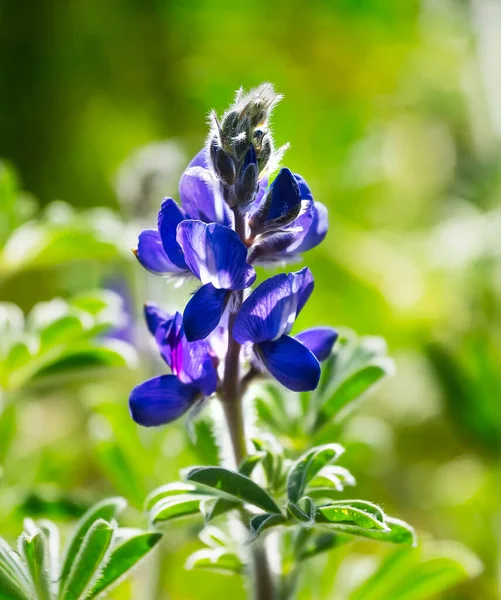 Kvetoucí Divoké Modré Vlnky Lupinus Pilosus Jasného Slunečného Jarního Dne — Stock fotografie