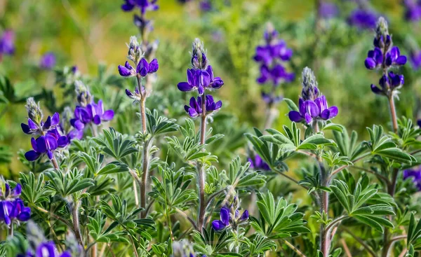 イスラエルのゴラン高原で明るい晴れた春の日に野生の青いルピナスの巡礼者を開花させます イスラエルの春 イスラエルに固有種である科植物からの開花植物の種 — ストック写真