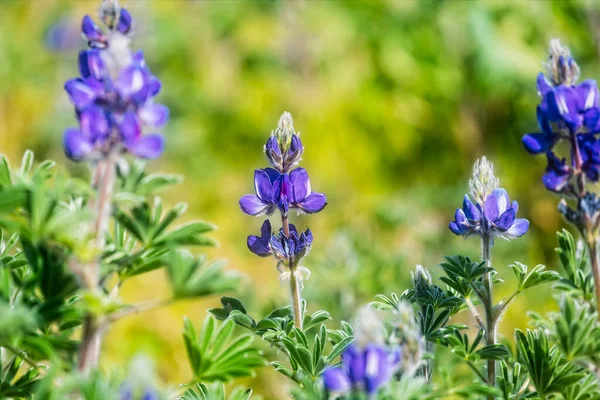 Los Altramuces Azules Florecientes Lupinus Pilosus Día Soleado Brillante Primavera — Foto de Stock