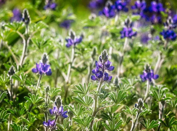 Blühende Wilde Blaue Lupinen Lupinus Pilosus Einem Strahlend Sonnigen Frühlingstag — Stockfoto
