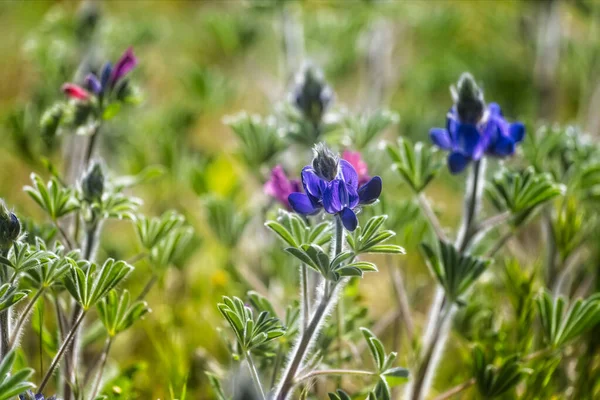 イスラエルのゴラン高原で明るい晴れた春の日に野生の青いルピナスの巡礼者を開花させます イスラエルの春 イスラエルに固有種である科植物からの開花植物の種 — ストック写真