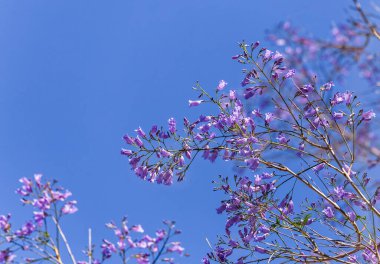 Jacaranda Mimosifolia ağacının mor mor mor çiçekleri, jacaranda, mavi jakaranda, siyah poui, Nupur, eğreltiotu ağacı ya da İsrail 'in Sigalon kentinin ilkbaharında.