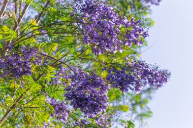 Jacaranda Mimosifolia ağacının mor mor mor çiçekleri, jacaranda, mavi jakaranda, siyah poui, Nupur, eğreltiotu ağacı ya da İsrail 'in Sigalon kentinin ilkbaharında.