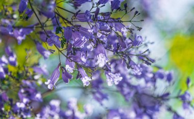 Jacaranda Mimosifolia ağacının mor mor mor çiçekleri, jacaranda, mavi jakaranda, siyah poui, Nupur, eğreltiotu ağacı ya da İsrail 'in Sigalon kentinin ilkbaharında.