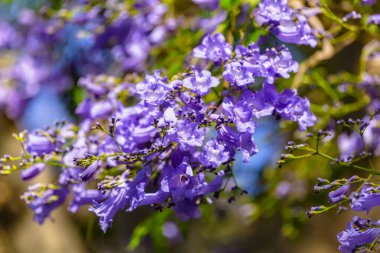 Jacaranda Mimosifolia ağacının mor mor mor çiçekleri, jacaranda, mavi jakaranda, siyah poui, Nupur, eğreltiotu ağacı ya da İsrail 'in Sigalon kentinin ilkbaharında.