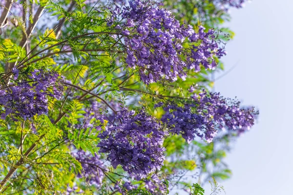 Close Violet Blue Purple Flowers Jacaranda Mimosifolia Tree Jacaranda Blue — Stock Photo, Image