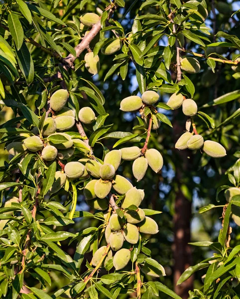 stock image Closeup of beautiful Young almond fruit on almond tree in an almond garden orchard in a kibbutz in Northern Israel, Galilee in spring