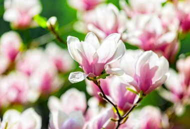 Magnolia soulangeana ya da çay tabağı manolyası beyaz pembe çiçek, ilkbaharın başlarında Botanik Bahçesi, Harkov, Ukrayna 'da seçici odak noktasını kapatır. Doğa geçmişi. Bahar çiçeği arka planı.