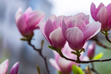 Magnolia soulangeana ya da çay tabağı manolyası beyaz pembe çiçek, ilkbaharın başlarında Botanik Bahçesi, Harkov, Ukrayna 'da seçici odak noktasını kapatır. Doğa geçmişi. Bahar çiçeği arka planı.