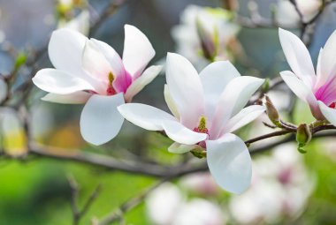 Magnolia soulangeana ya da çay tabağı manolyası beyaz pembe çiçek, ilkbaharın başlarında Botanik Bahçesi, Harkov, Ukrayna 'da seçici odak noktasını kapatır. Doğa geçmişi. Bahar çiçeği arka planı.