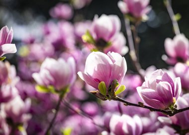 Magnolia soulangeana ya da çay tabağı manolyası beyaz pembe çiçek, ilkbaharın başlarında Botanik Bahçesi, Harkov, Ukrayna 'da seçici odak noktasını kapatır. Doğa geçmişi. Bahar çiçeği arka planı.