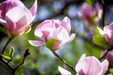 Magnolia soulangeana ya da çay tabağı manolyası beyaz pembe çiçek, ilkbaharın başlarında Botanik Bahçesi, Harkov, Ukrayna 'da seçici odak noktasını kapatır. Doğa geçmişi. Bahar çiçeği arka planı.