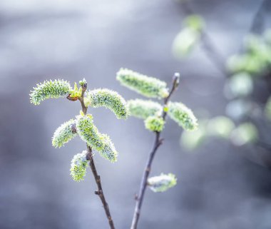 Pussy willow branches with catkins, soft fluffy spring buds in sunlight. Early spring Easter background. Text space. Traditional decoration for Palm Sunday in Europe.