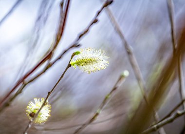 Pussy willow branches with catkins, soft fluffy spring buds in sunlight. Early spring Easter background. Text space. Traditional decoration for Palm Sunday in Europe.