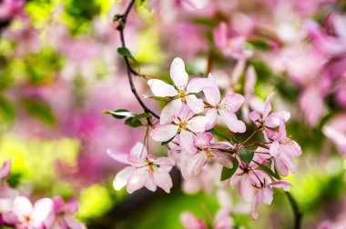 Ukrayna 'nın Kharkov kentindeki açık hava bahçesinde çiçek açan Pembe Malus spektabilis elma ağacı. Asya elması, Çin yengeci, HaiTang ya da Çin elmasının pembe çiçeklerinin yakın plan fotoğrafı..