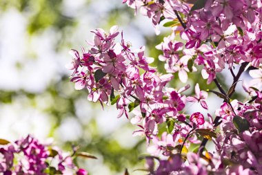 Ukrayna 'nın Kharkov kentindeki açık hava bahçesinde çiçek açan Pembe Malus spektabilis elma ağacı. Asya elması, Çin yengeci, HaiTang ya da Çin elmasının pembe çiçeklerinin yakın plan fotoğrafı..