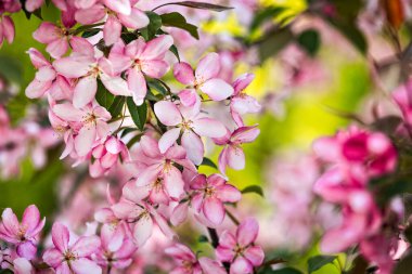 Ukrayna 'nın Kharkov kentindeki açık hava bahçesinde çiçek açan Pembe Malus spektabilis elma ağacı. Asya elması, Çin yengeci, HaiTang ya da Çin elmasının pembe çiçeklerinin yakın plan fotoğrafı..