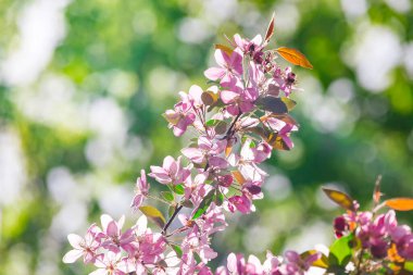 Ukrayna 'nın Kharkov kentindeki açık hava bahçesinde çiçek açan Pembe Malus spektabilis elma ağacı. Asya elması, Çin yengeci, HaiTang ya da Çin elmasının pembe çiçeklerinin yakın plan fotoğrafı..