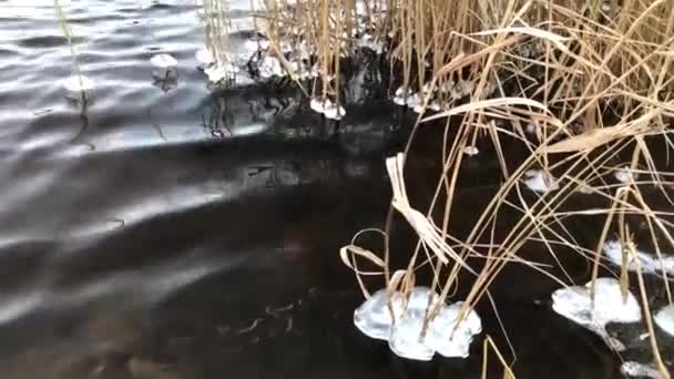 Πάγος Ξερά Καλάμια Στη Λίμνη — Αρχείο Βίντεο