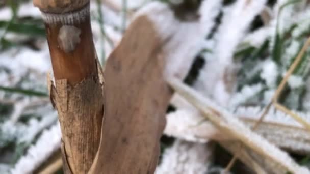 Kuru Sazlık Çimenler Buzla Kaplanmış — Stok video