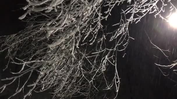 Rami Congelati Contro Luce Della Lanterna Parco Notturno — Video Stock
