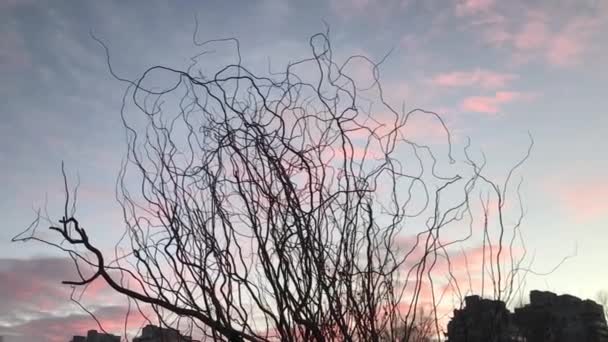 Δέντρα Χωρίς Φύλλα Στο Φόντο Του Ουρανού Ηλιοβασιλέματος — Αρχείο Βίντεο