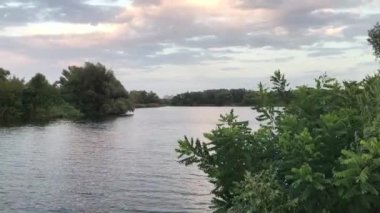 Reeds on lake in the evening in summer