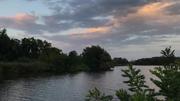 夏の夕方に湖に葦 — ストック動画