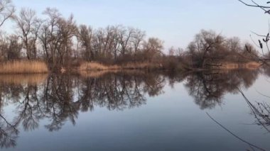 Naked trees reflection on the lake in the evening