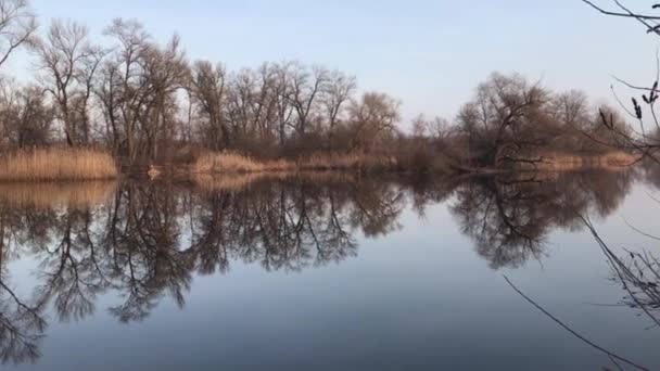 Naked Trees Reflection Lake Evening — Stockvideo