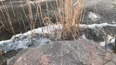 Dry reed grass in the Dnipro river close up