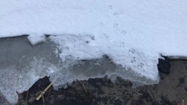 Bird tracks in the snow on a frozen Dnipro river in winter windy day in Ukraine