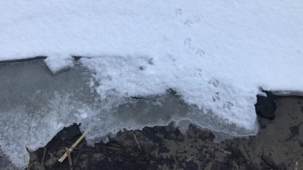 Bird Tracks Snow Frozen Dnipro River Winter Windy Day Ukraine — Videoclip de stoc