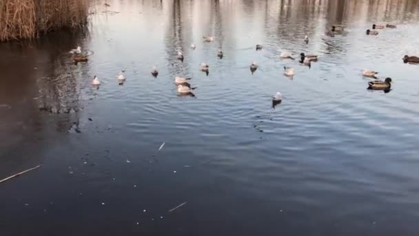 Ducks Seagulls Flying Lake Evening Winter — Vídeos de Stock