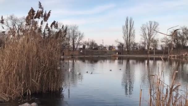 Ducks Seagulls Flying Lake Evening Winter — Stock video