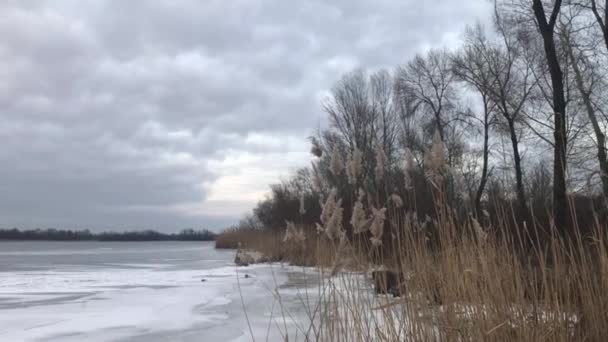 Cloudy Sky Frozen River Dry Reeds — Stock Video