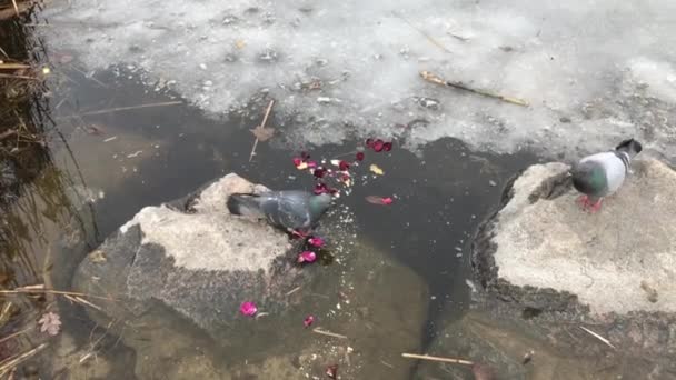 얼음으로 비둘기들 — 비디오