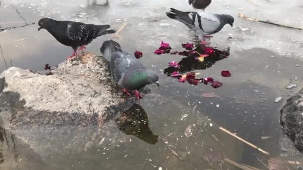 Gołębie Latające Nad Lodowatym Jeziorem — Wideo stockowe