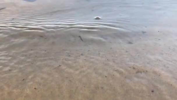 Песчаный Берег Крупным Планом Закате Сухими Листьями — стоковое видео