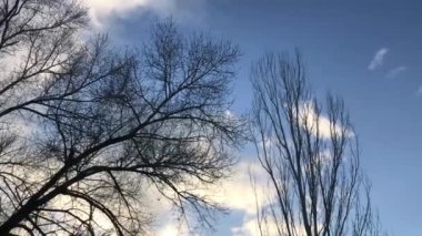 Bulutlu mavi gökyüzüne karşı ağaç dalları