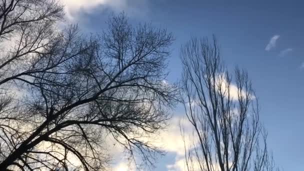 Drzewo Gałęzie Przeciw Zachmurzone Błękitne Niebo — Wideo stockowe
