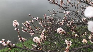 Kayısı ağacı göl kenarında çiçek açar.